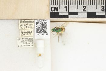 Media type: image;   Entomology 794154 Aspect: Labels